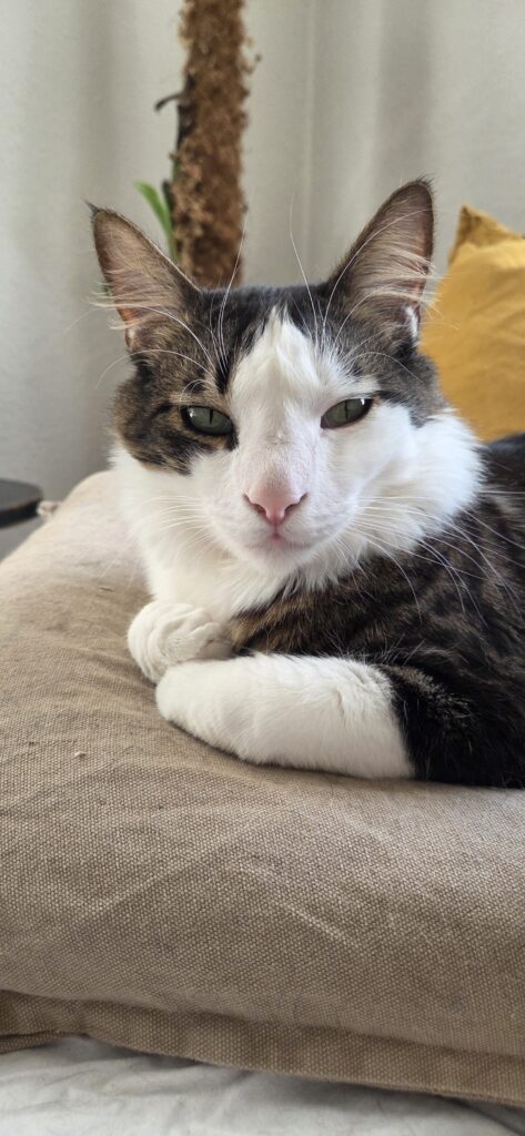 Dringend gesucht: Pflegestellen für Katzen 