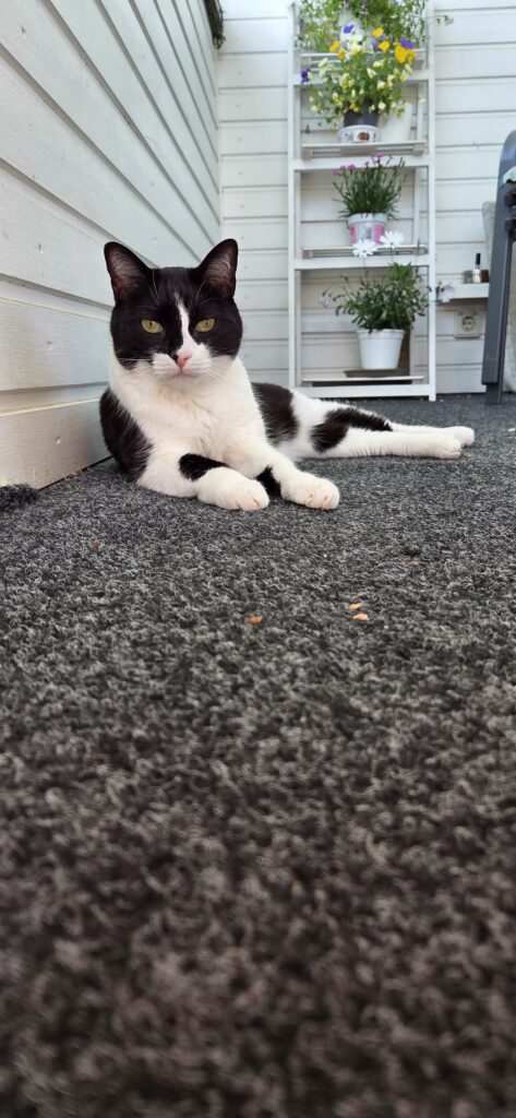 Sommer mit Hund: auch deine Katze benötigt ein schattiges Plätzchen