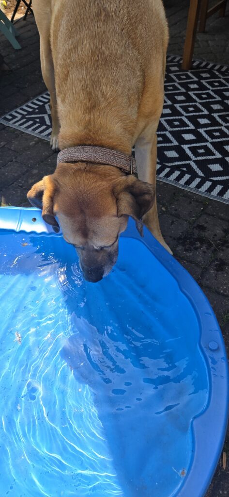 Sommer mit Hund: ausreichend trinken