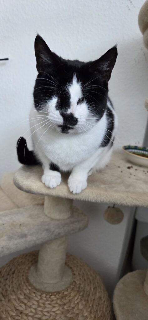 Pflegestellen für Katzen in ganz Deutschland gesucht