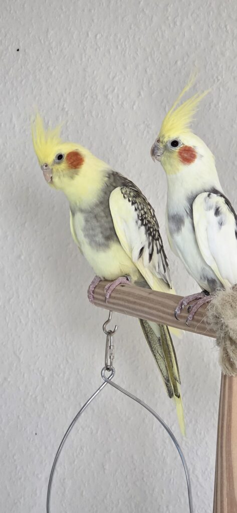 Referenz für Kleintierbetreuung: die Nympfensittiche Mia & Pepe 