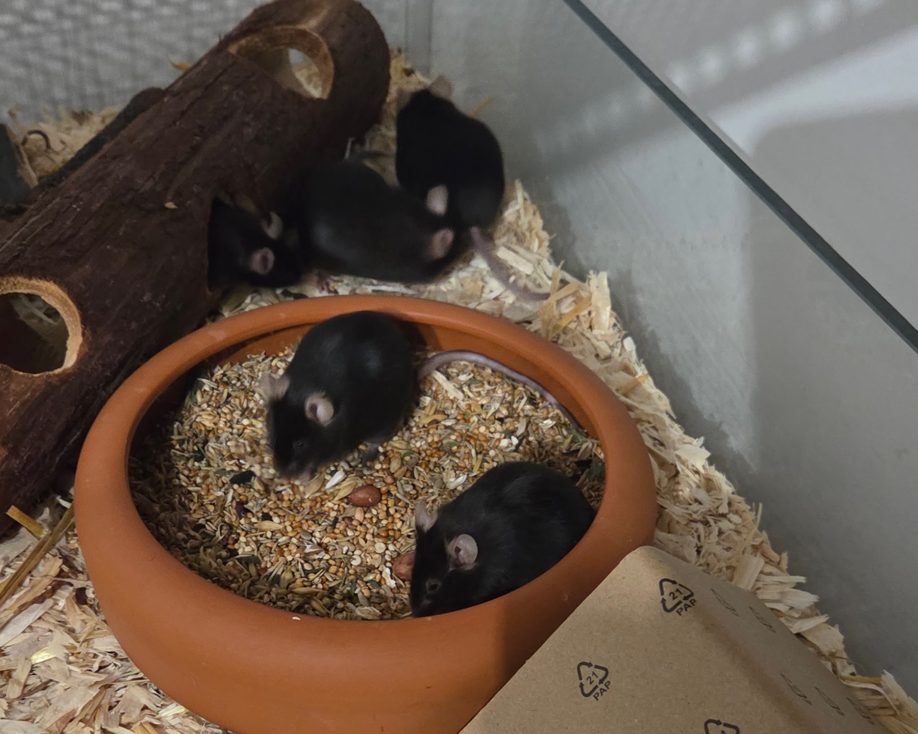 Referenz für Kleintierbetreuung: die Mäuse