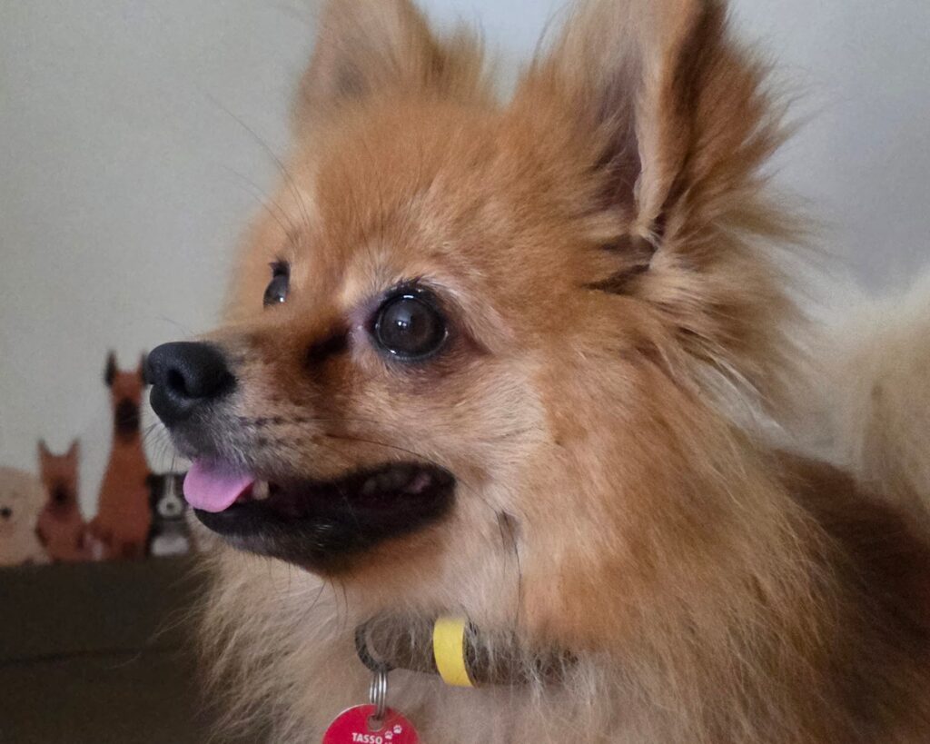 Ggitti mit ihren almadog Hundehalsband