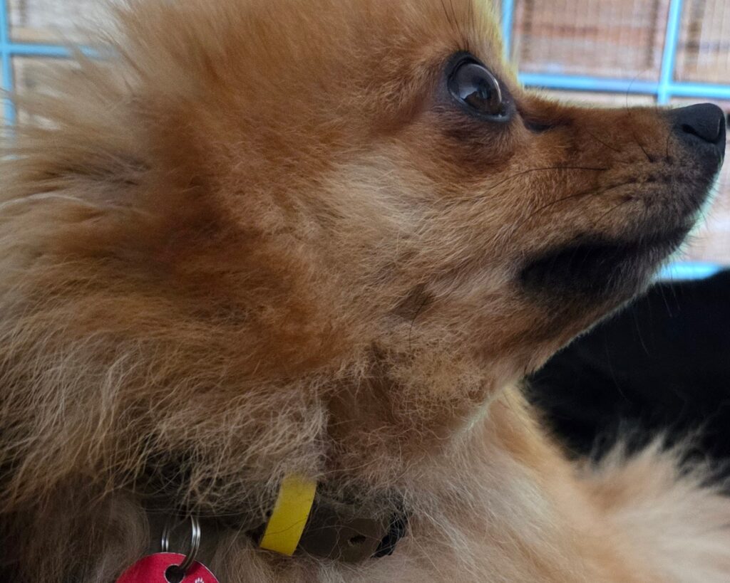 Gitti trägt nun das ein almadog Hundehalsband