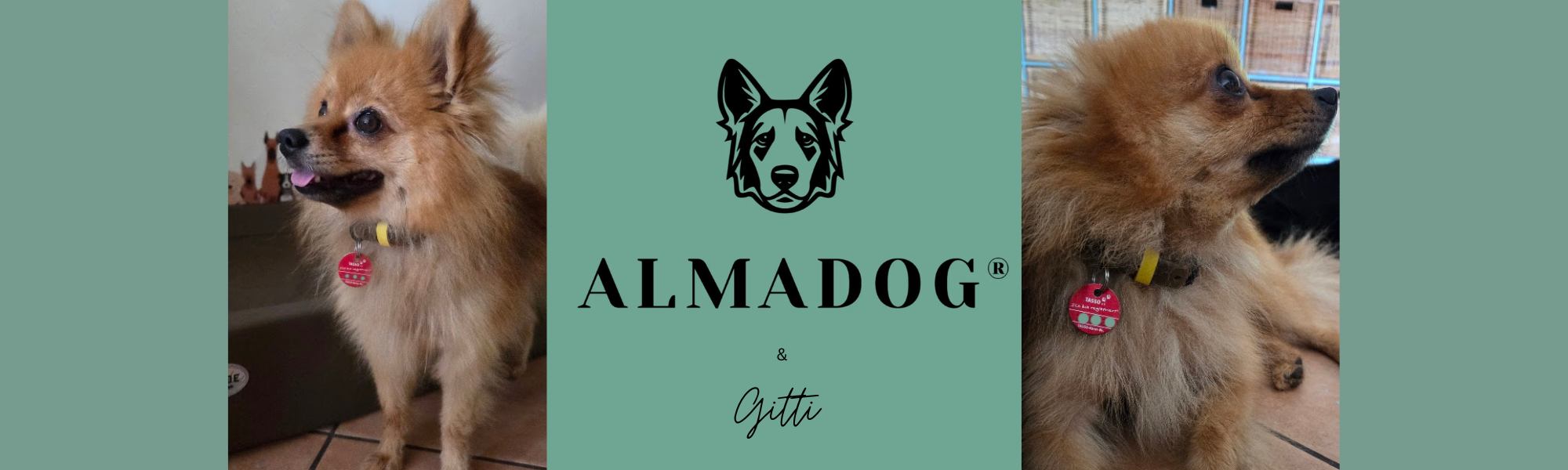 Gitti und das almadog Hundehalsband